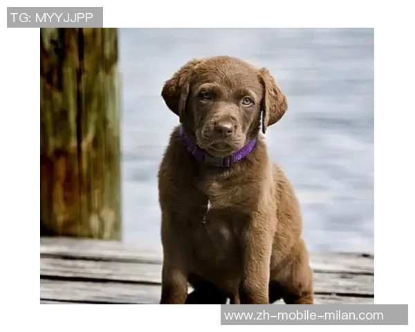 美国队新吉祥物班纳灵感源自切萨皮克湾寻猎犬的故事